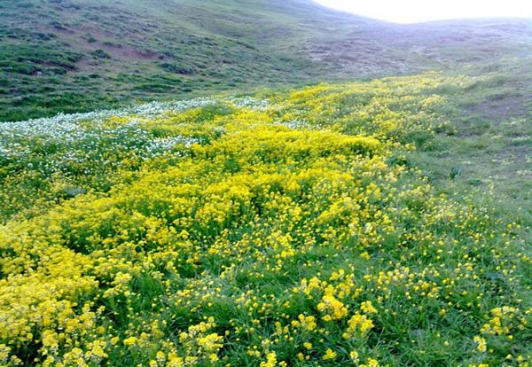 منطقه حفاظت شده یاری قاری - تصویر منطقه حفاظت شده یاری قاری