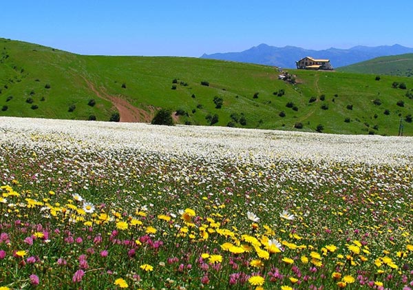 جنگل فاندوگ لو; سلام آسمان