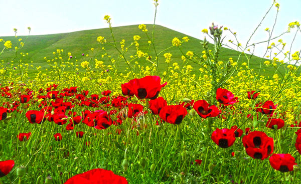 سفر به دشت مغان اردبیل; سرزمین تاریخ و طبیعت