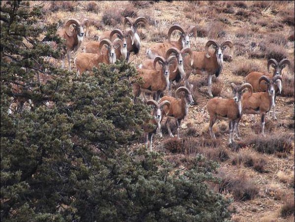 گونه های جانوری پارک ملی گلستان