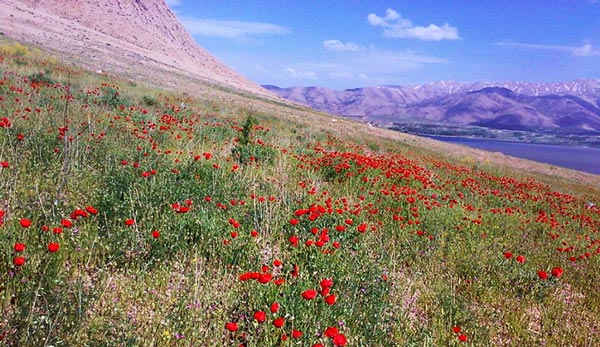 عکاسی از طبیعت در تالاب چگاخور