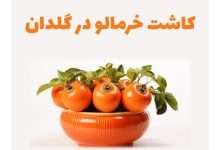 1731187539 کاشت خرمالو در گلدان چطور هسته خرمالو بکاریم؟