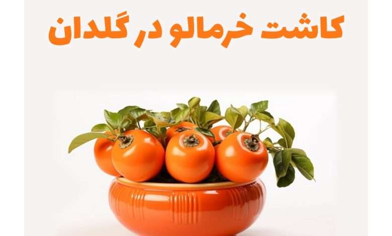 1731187539 کاشت خرمالو در گلدان چطور هسته خرمالو بکاریم؟