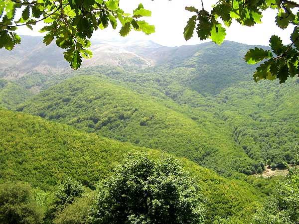 جنگل ارسباران - تصویر جنگل ارسباران - مسیر جنگل ارسباران